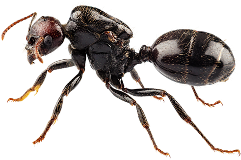 Bleed Area May Not Be Visible - Ant Definition (600x400), Png Download