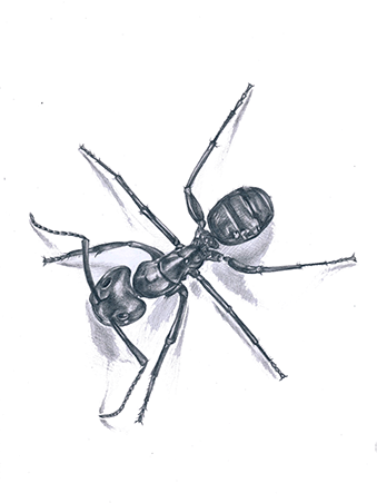 Ant (339x452), Png Download