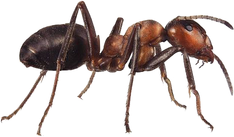 Thank You To Our Muses - Ant (468x274), Png Download