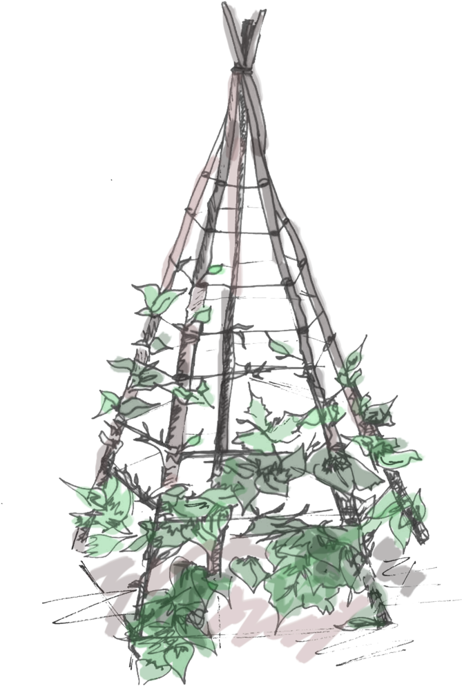 Plant Teepee (1000x1413), Png Download