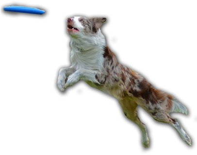 Dog Catching Frisbee Png (405x327), Png Download