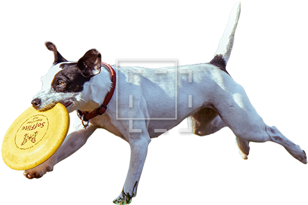Parent Category - Dog Cut Out Png (450x450), Png Download