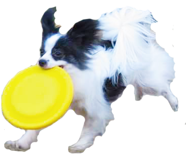 Dogs Playing Png - Dog Play Frisbee Png (386x359), Png Download