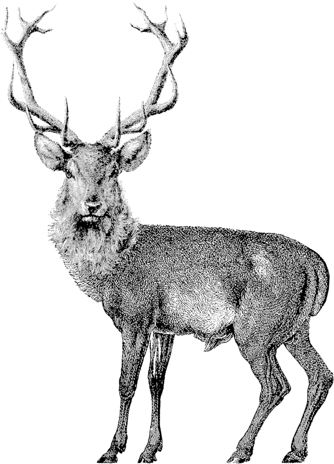584612496 - Deer (1000x1094), Png Download