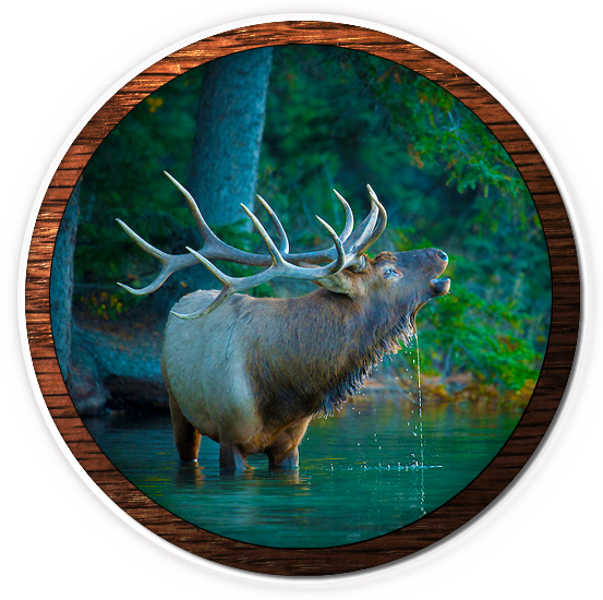 Fvwd-elk - 2015 Elk Calendar: Rocky Mountain Elk Foundation [book] (553x550), Png Download