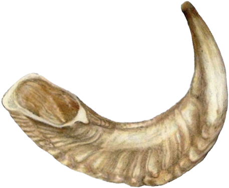 Shofar Png (570x564), Png Download
