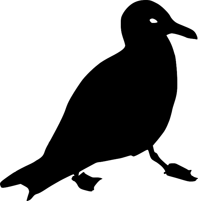 Seagull, Crow, Animal, Bird, Silhouette, Black - Racek Silueta (631x640), Png Download