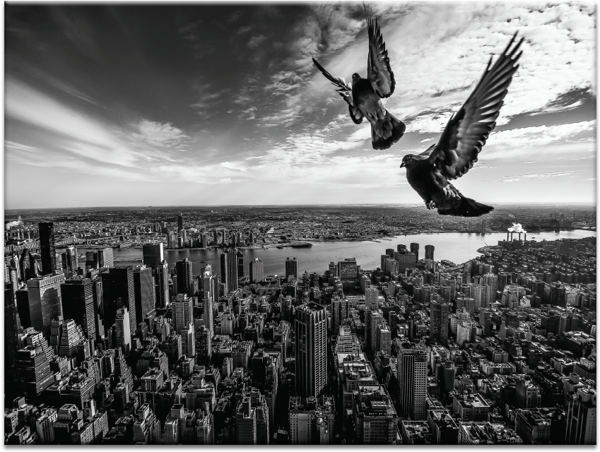 Pigeons On The Empire State Building - Pigeons On The Empire State Building Poster Print By (900x900), Png Download