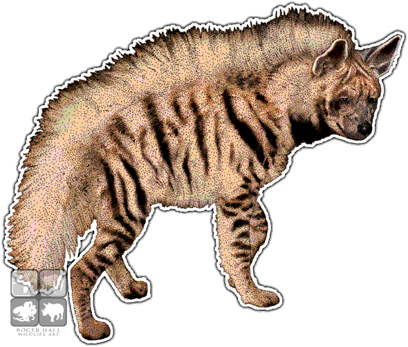Striped Hyena Decal - Hyenas In Africa (590x502), Png Download