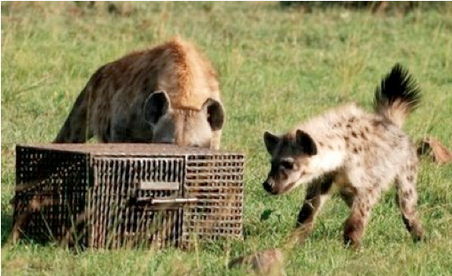 Experimental Investigations Of Cognitive Abilities - Spotted Hyena (960x320), Png Download