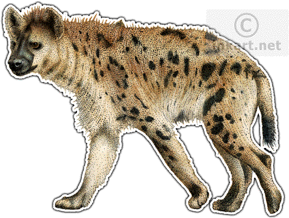 Spotted Hyena Decal - Hyena Illustration (590x431), Png Download