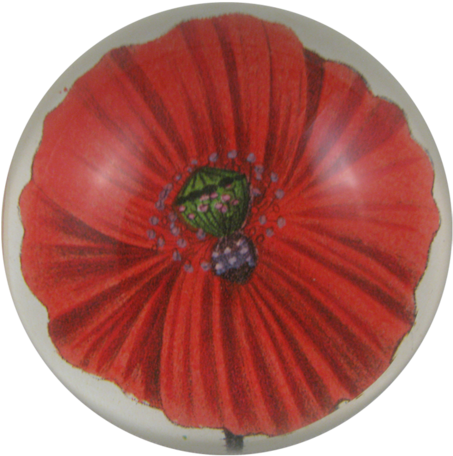 Blood Poppy Blood Poppy - Corn Poppy (500x500), Png Download