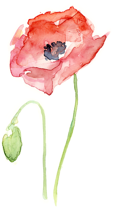 Bleed Area May Not Be Visible - Watercolor Poppy (418x700), Png Download