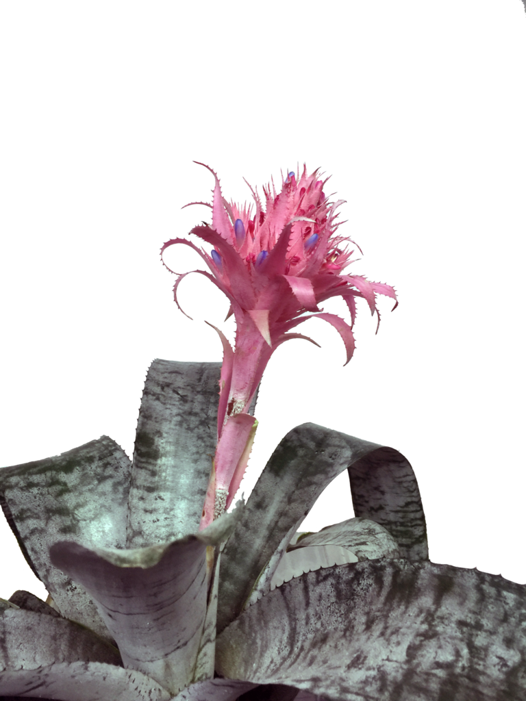 Bromelias Rosadas - Bromelia (768x1024), Png Download