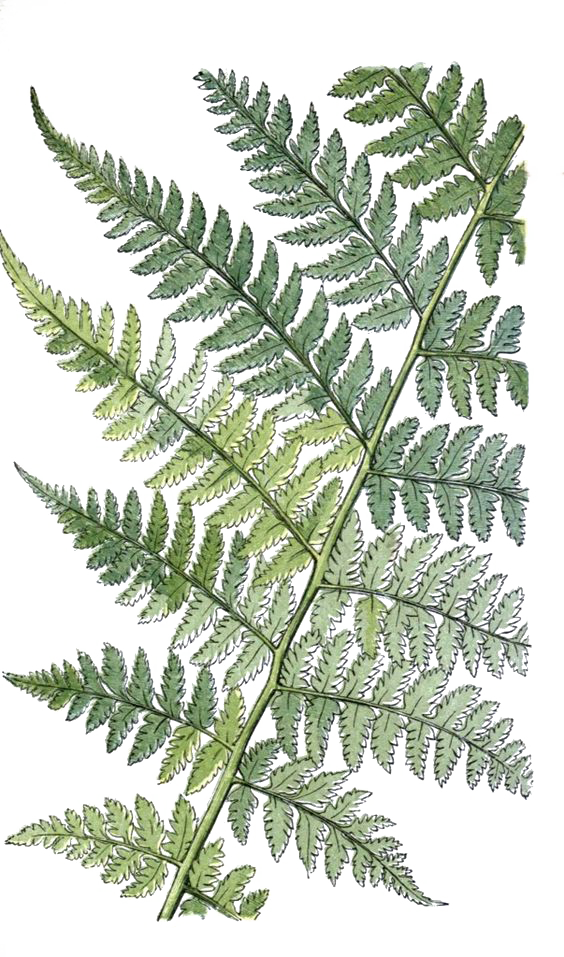Fern Vector Daun - Silver Fern Vintage Drawing (564x957), Png Download