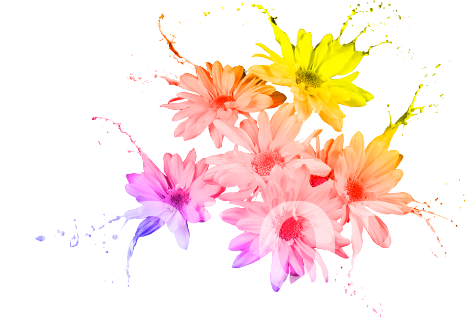 Chrysanths (980x760), Png Download