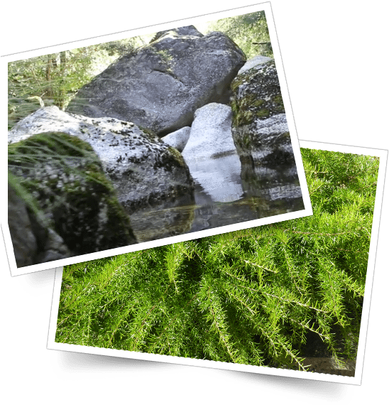 Serra Da Estrela Foto - Grass (650x600), Png Download
