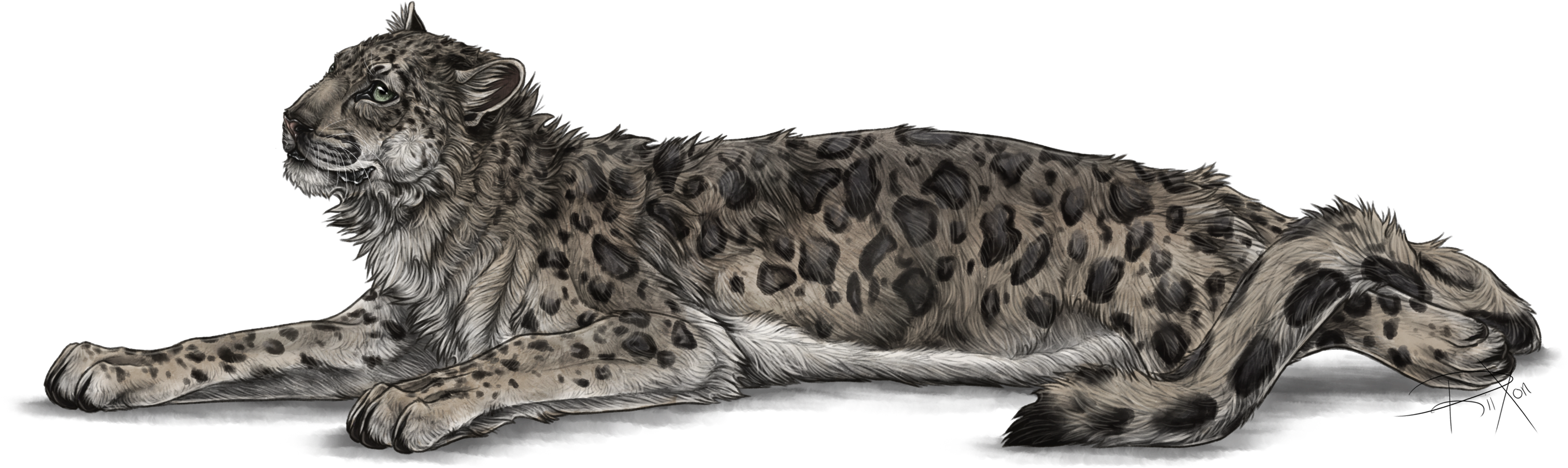 Full Image Of The Snow Leppy Decor By Rixon - Snow Leopard Png (2879x998), Png Download
