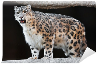 Snow Leopard (400x400), Png Download