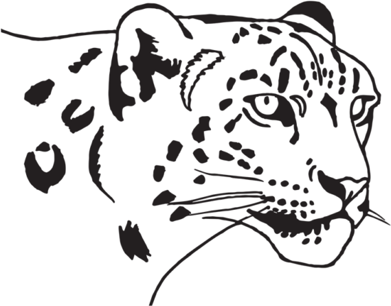 Siberian Tiger (800x600), Png Download