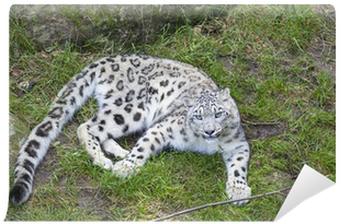Snow Leopard Tail (400x400), Png Download