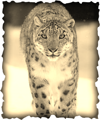Snow Mountain Lion (325x390), Png Download