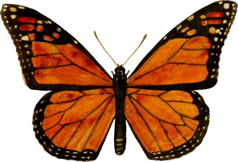 Monarch Butterfly Png Download Image - Monarch Butterfly (795x543), Png Download