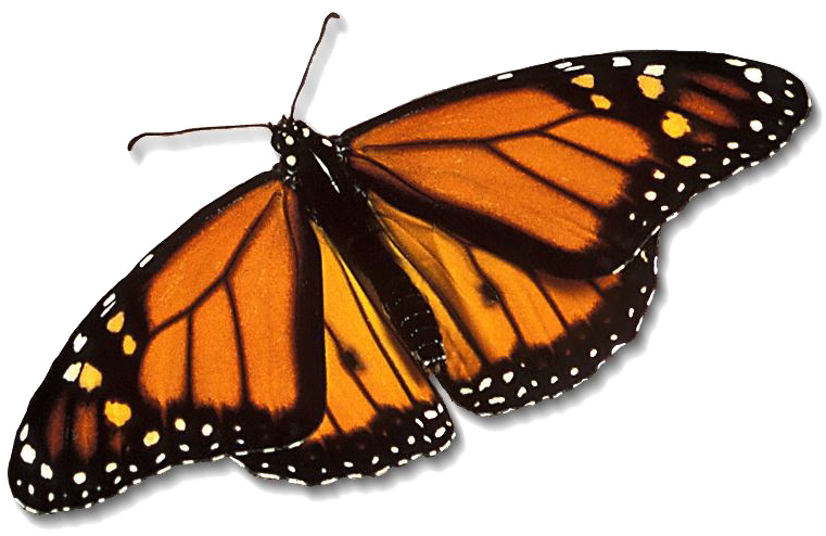 Monarch Butterfly Png Free Download - Monarch Butterfly Transparent (1024x768), Png Download