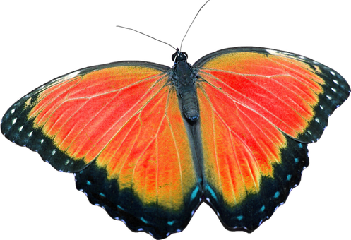 Mariposas Sin Fondo Png (497x340), Png Download