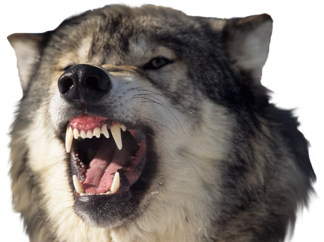 Wolf Teeth Png - Wolf Teeth (460x344), Png Download