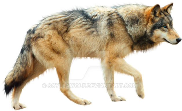 Animales Fondo Transparentes Png (894x894), Png Download
