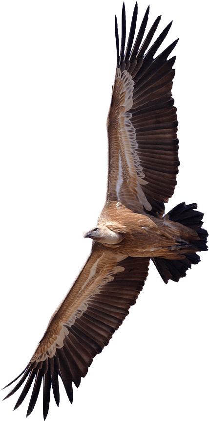 Vulture - Vulture Png (436x870), Png Download