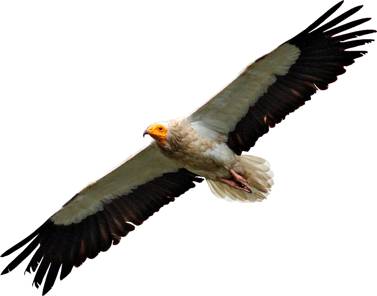 Egyptian Vulture Flying - Vulture Png (1374x1092), Png Download