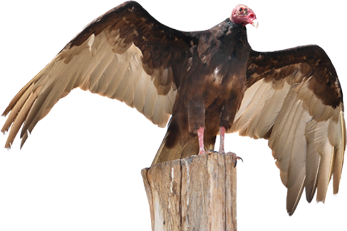 Turkey Vulture - Vulture Decoy (487x325), Png Download