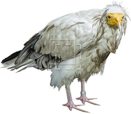 Parent Category - Bird (450x450), Png Download