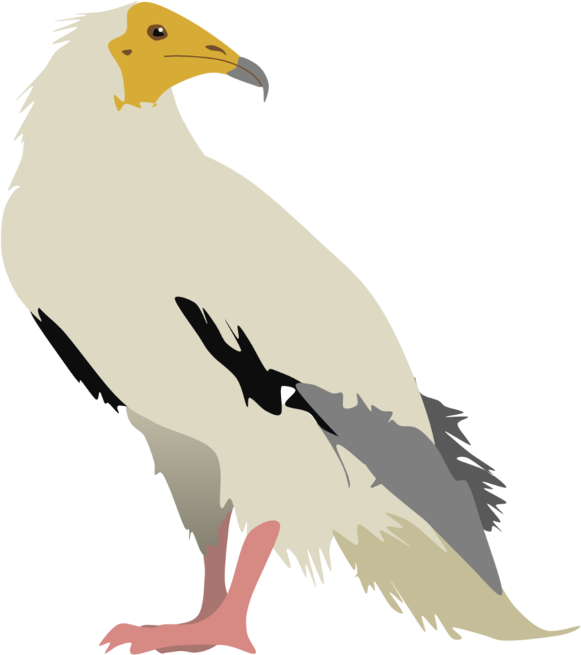 Vulture Vector Jpg Transparent Library - Bird Of Prey (842x949), Png Download