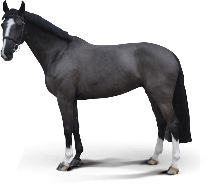 Schleich Pferde (770x685), Png Download