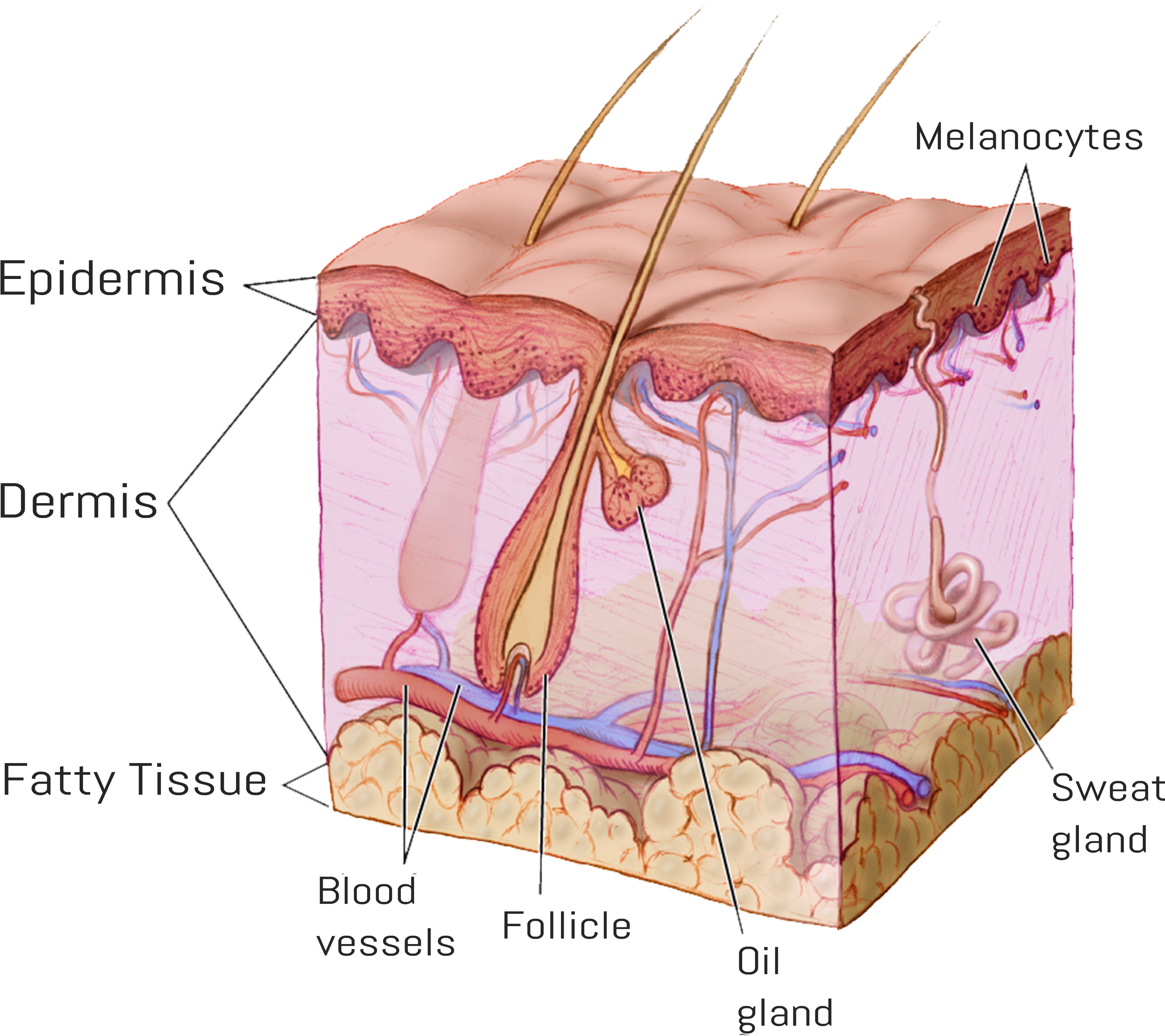 Follicle2 - General Anatomy Of Skin (3775x3345), Png Download