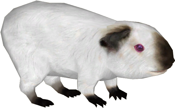 Guinea Pig 3 - Guinea Pig (580x580), Png Download