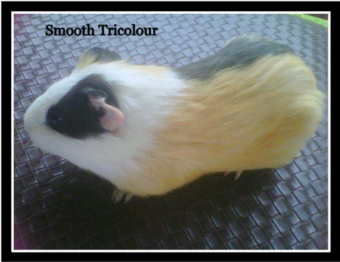 Smooth Guinea Pig - Guinea Pig (550x400), Png Download