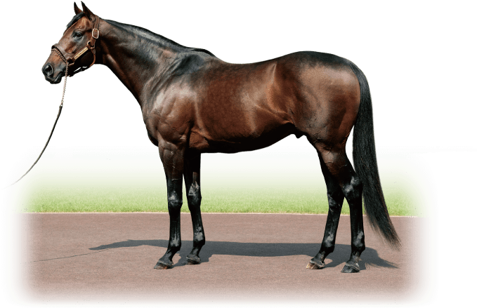 King Kamehameha - Shadai Stallion Station (700x525), Png Download