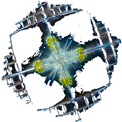 Animal Vegetal - Graphic Design (500x500), Png Download