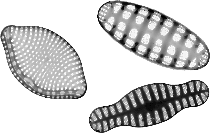 Diatom Png (1000x669), Png Download