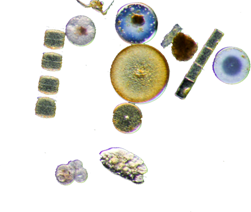 News - Gemstone (511x433), Png Download