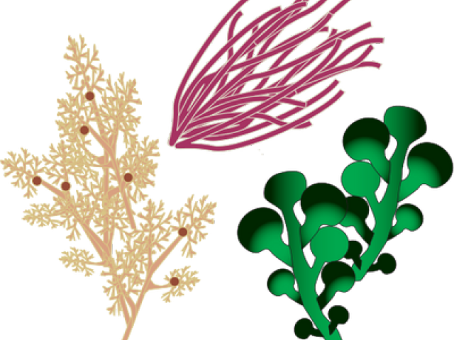 Clip Art (640x480), Png Download