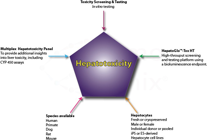 An In Vitro Hepatotoxicity Assay - Human Neurotoxicity (660x462), Png Download