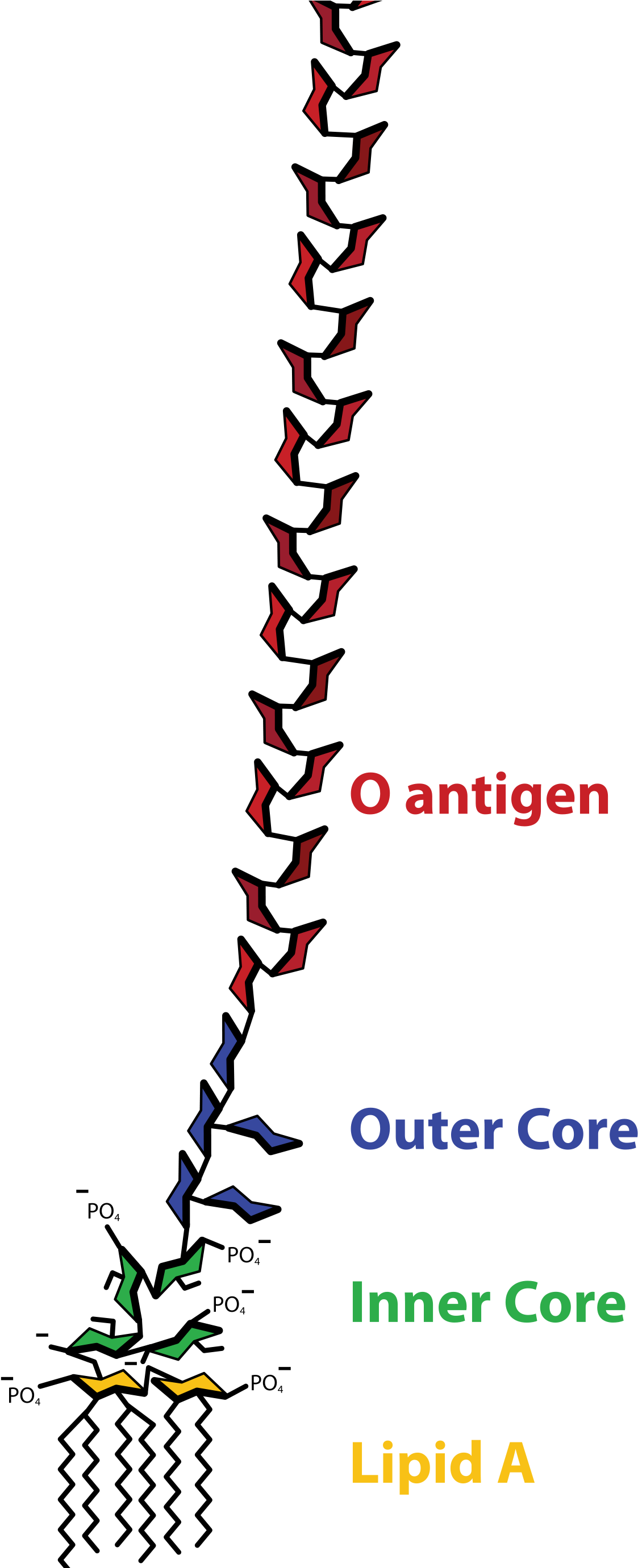 Lps Aufbau (1200x2759), Png Download