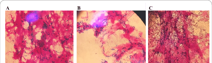 Cellular And Molecular Biology Characterization Of - Painting (733x221), Png Download