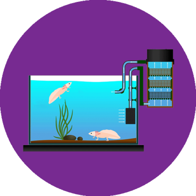 What Is The Best Filter For Axolotl - Axolotl (400x400), Png Download