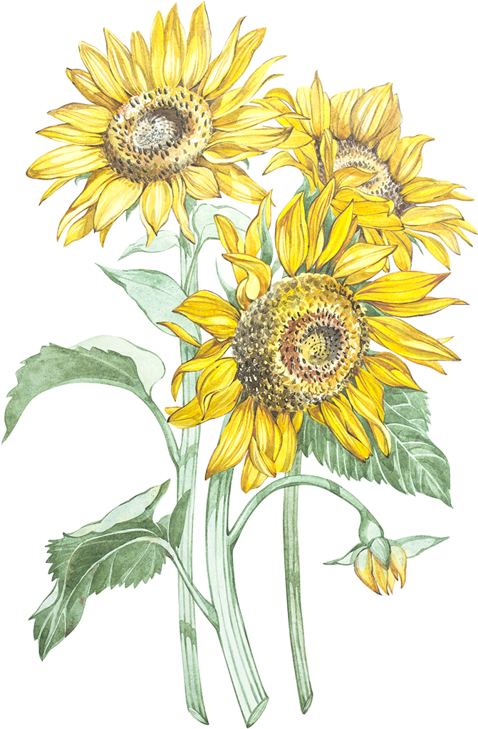 Here - Scheda Botanica Del Girasole (1200x1200), Png Download